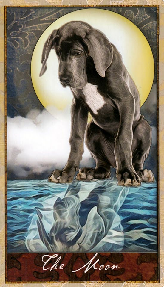 Wise Dog Tarot